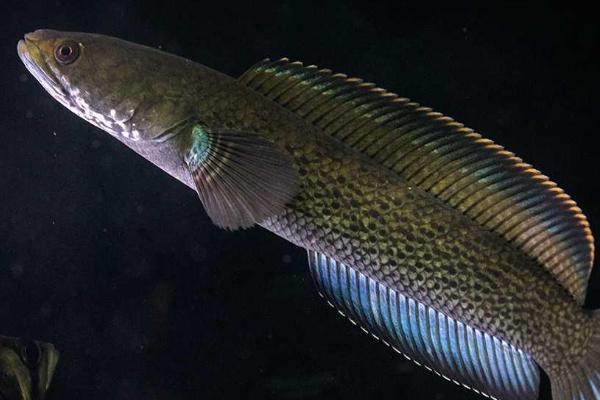 如何饲养鬼王蓝宝石雷龙鱼，养殖期间要把水温保持在22-26℃