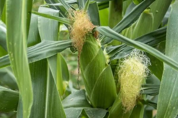 源育16玉米种的特征特性，在西南地区从出苗至成熟需要120天