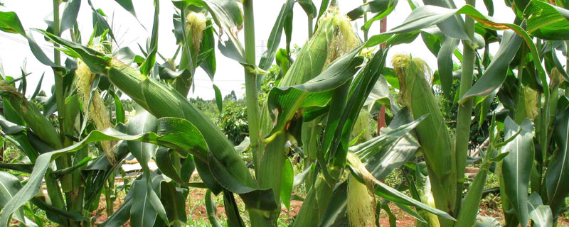 润民789玉米品种的特性，4月下旬至5月上旬播种
