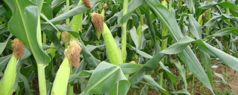 吉科糯20玉米品种的特性，4月下旬至5月上旬播种