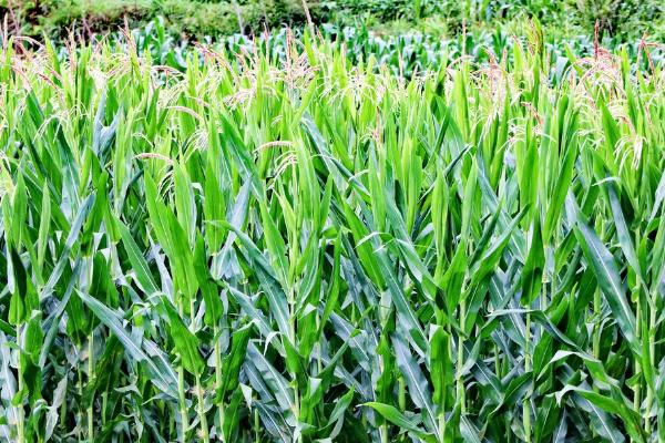 禾乐366玉米种简介，中等肥力以上地块栽培