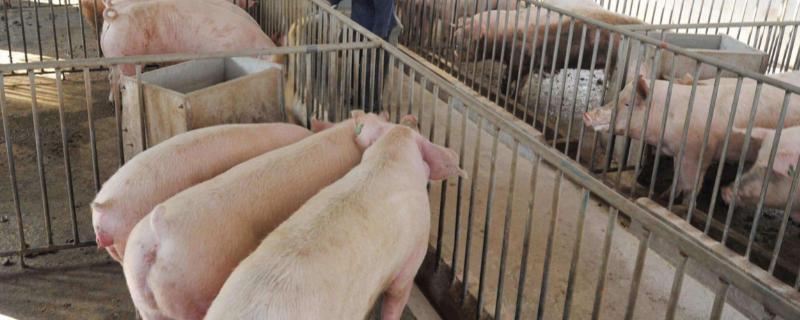 养猪几个月能出栏，通常经过5个月左右即可出栏
