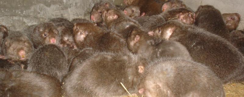 竹鼠的体重一般是多少斤，主要取决于品种、年龄等因素