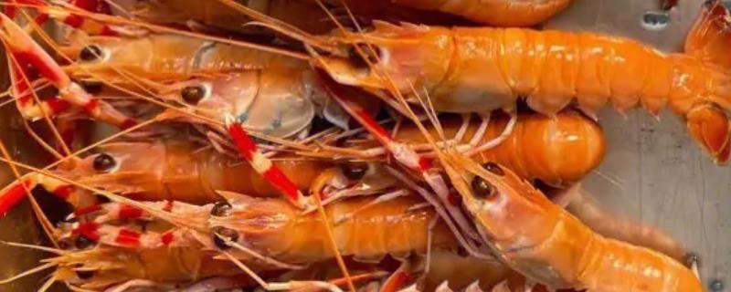 海龙虾人工养殖条件，苗种以当地海域生产的天然小龙虾为主
