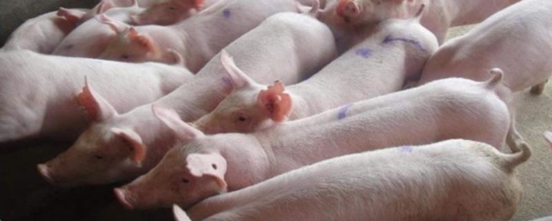 慢性猪瘟如何防治，猪只应及时接种疫苗预防