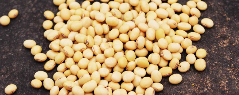 吉育3102大豆种子特点，8月中旬及时防治大豆食心虫
