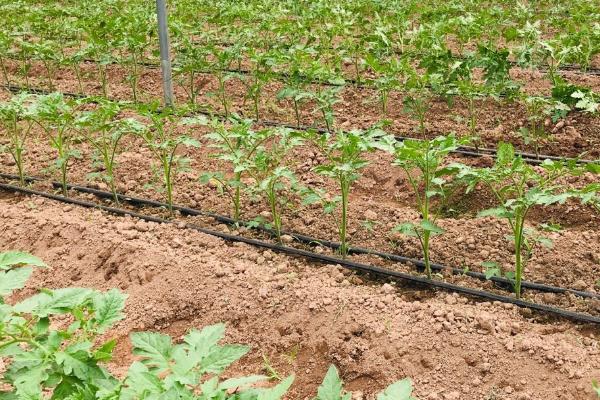 番茄苗期管理要点，夏季和秋季要进行遮阳与降温