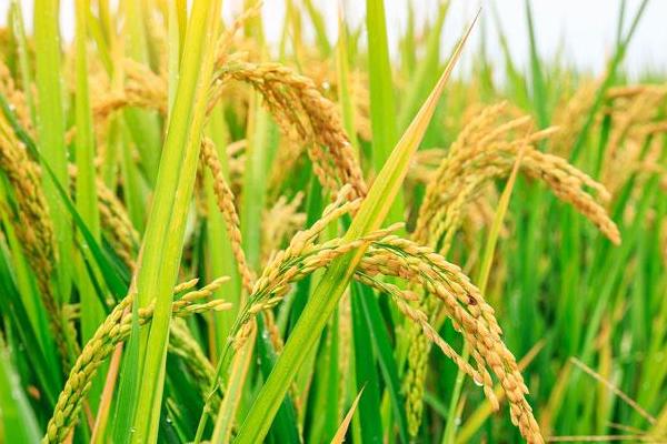 宏科807水稻种子简介，生育期间注意及时防治稻瘟病