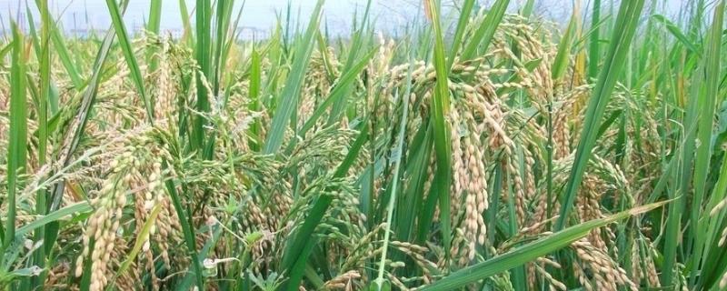 九稻937水稻种子特征特性，生育期141天
