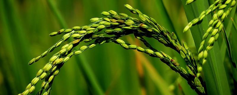 吉科稻651水稻品种简介，4月中旬播种