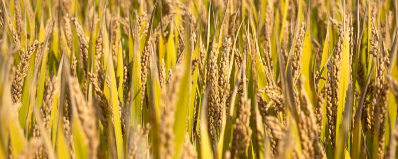 通华216水稻种子简介，7月上中旬注意防治二化螟