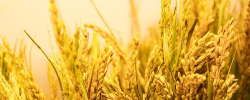 嘉沃1水稻种子特点，7月上中旬注意防治二化螟