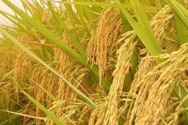 珍粳558水稻种子特征特性，每亩有效穗数23.1万穗