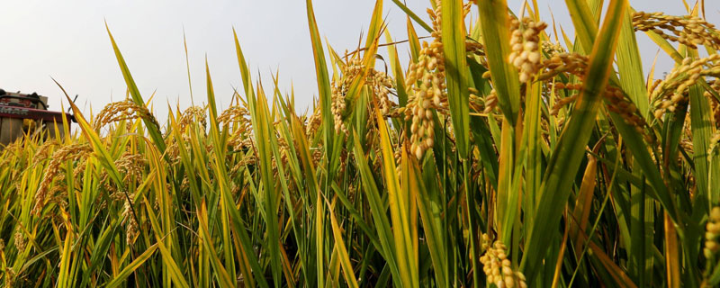 金园稻2水稻种子介绍，叶瘟表现中抗