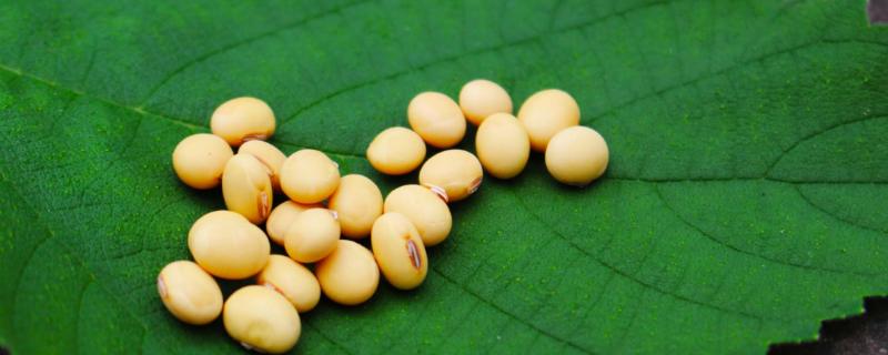 吉育2515大豆种子特征特性，一般5月上中旬播种