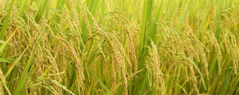 中淼6水稻种子简介，该品种主茎11片叶