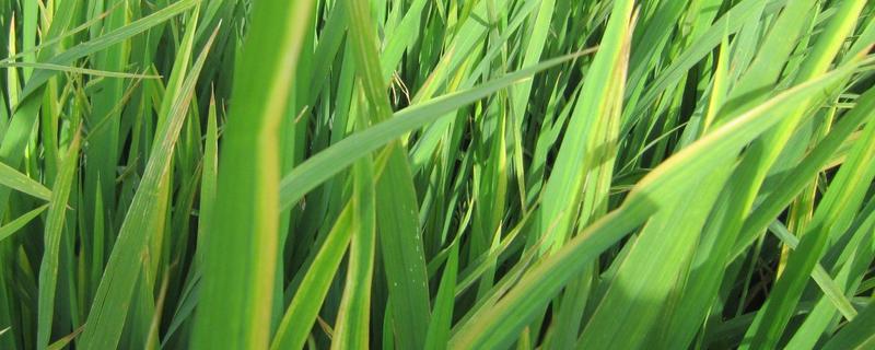 中佳龙粳7005水稻种子介绍，该品种主茎11片叶