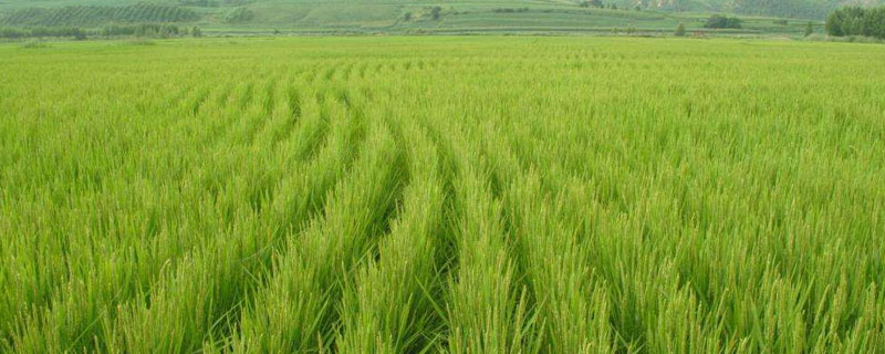 丰源8号水稻种子简介，该品种主茎11片叶