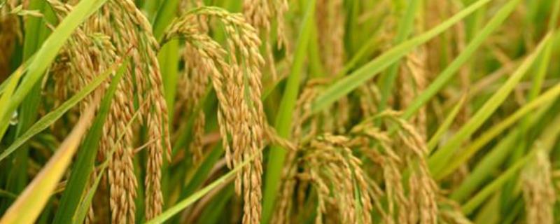 龙盾723水稻种子介绍，该品种主茎11片叶