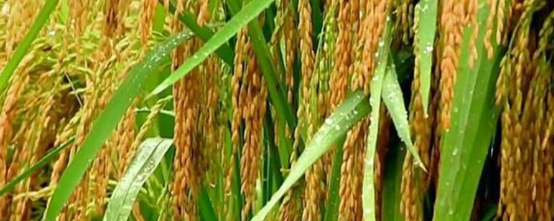 莲汇709水稻品种简介，普通粳稻品种