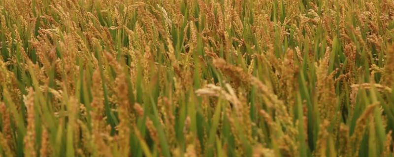 勃稻17水稻品种简介，该品种主茎11片叶