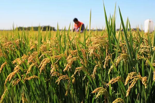 齐粳16水稻种子特征特性，该品种主茎12片叶