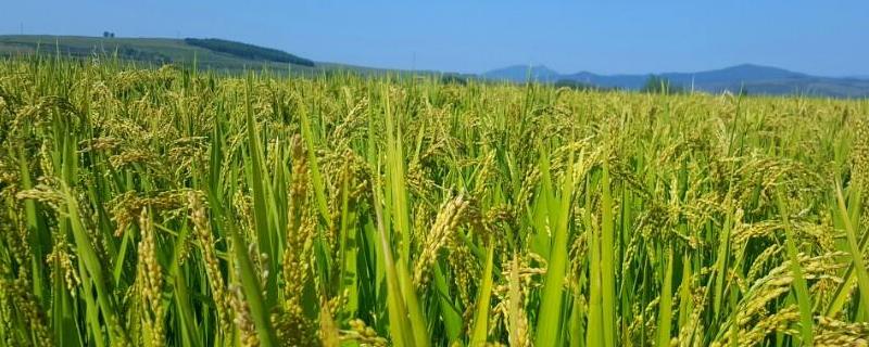 富稻87水稻品种简介，普通粳稻品种