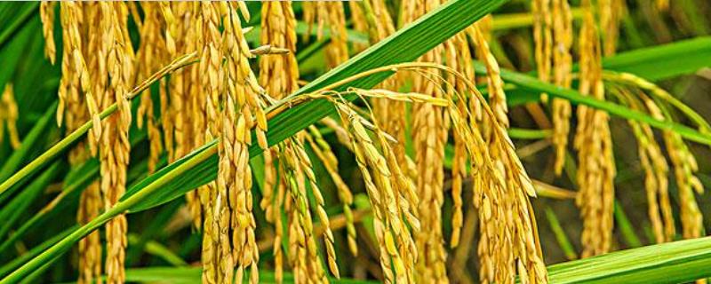垦汇1水稻种子特征特性，普通粳稻品种