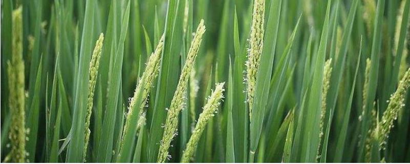 莲新5号水稻种子介绍，普通粳稻品种