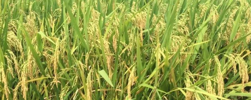 中邦2号水稻品种简介，普通粳稻品种