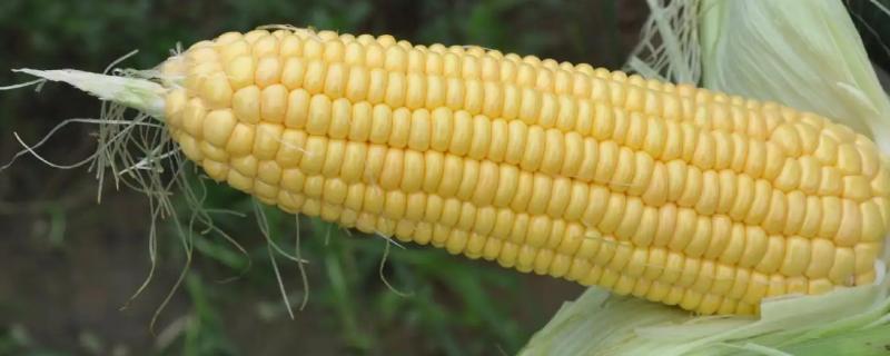 鑫满仓1569玉米种子简介，普通玉米品种