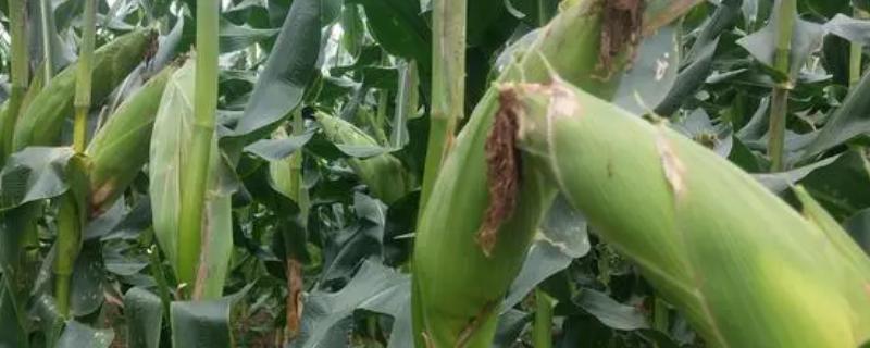 安丰41号玉米种子特征特性，选择中等以上肥力地块