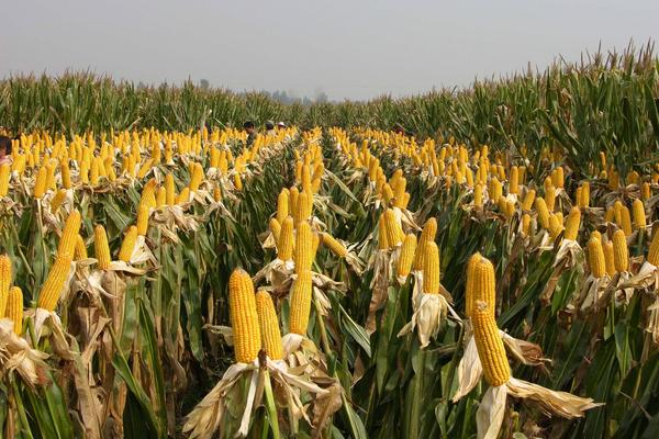 安育312玉米品种的特性，选择中等以上肥力地块
