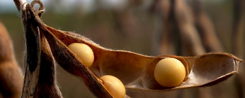 东普72大豆种子简介，该品种亚有限结荚习性