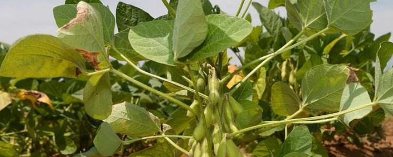 东农豆128大豆种简介，在适应区5月上旬播种
