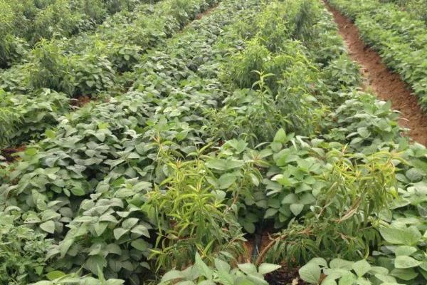 东庆28大豆种子简介，在适应区5月上旬播种