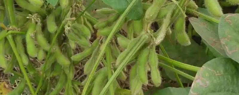 绥农131大豆种子特点，该品种在适应区五月上旬播种