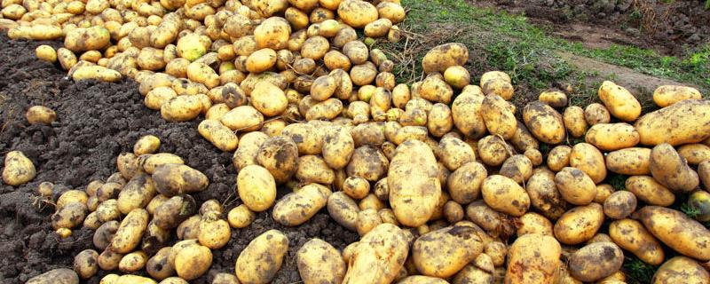 马铃薯茎尖脱毒的操作方法，选择的植株一定要表现出典型的本品种特性