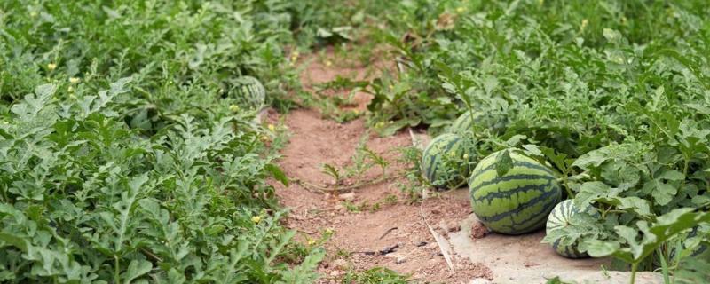 西瓜的种植方法，首先要选择合适的优良品种