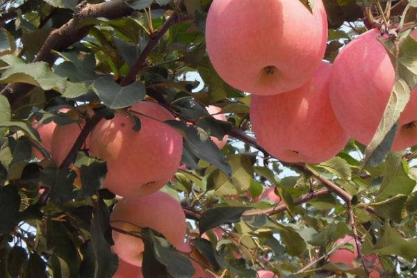 让苹果树提前结果的方法，可采取刻芽、扭梢、拉枝等措施