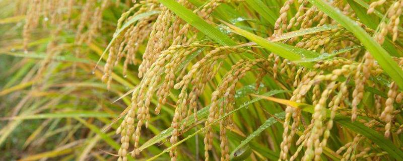 善思稻8水稻品种简介，该品种主茎12片叶