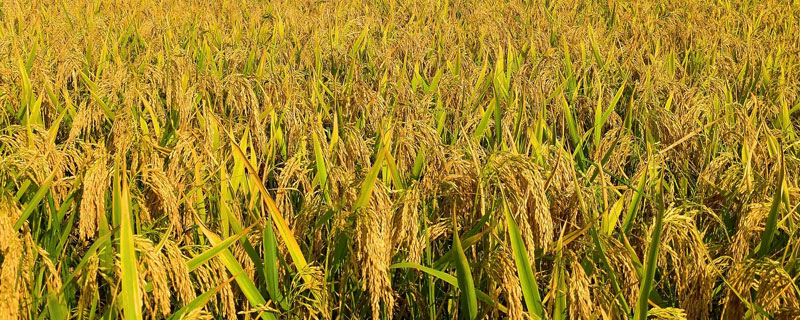 绥生稻15水稻品种的特性，普通粳稻品种