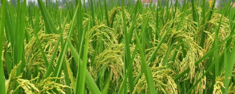 丰硕5号水稻种子简介，该品种主茎12片叶