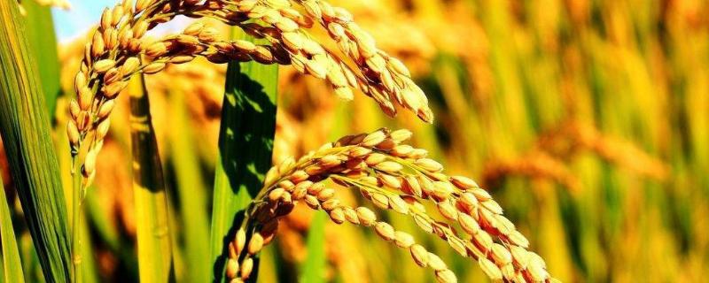 绥粳110水稻品种的特性，普通粳稻品种