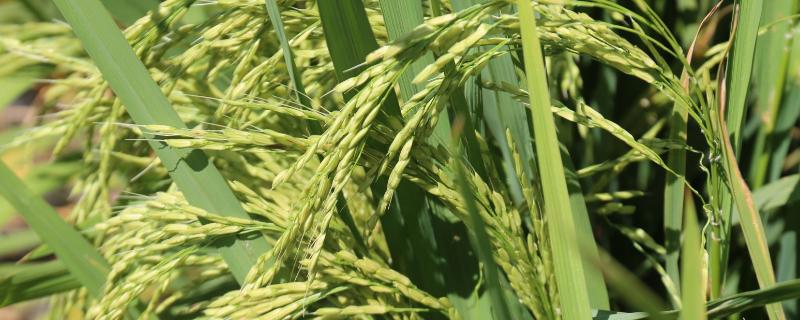 水稻是什么时候传入中国的，本来就是原产于中国的一种农作物