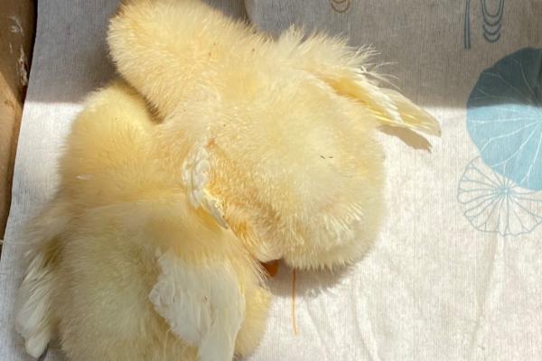 如何提高小鸡的睡眠质量，睡觉前可适当喂食、将灯光调暗