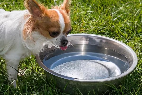 小狗喝水被呛到如何处理，可拍打小狗后背、并带到通风处休息