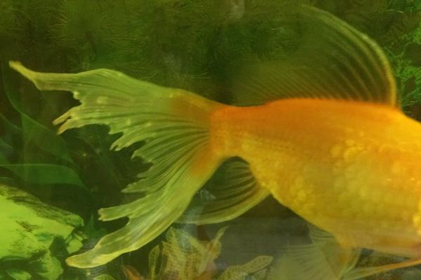 金鱼的尾巴为什么会溃烂，可能是水质差、受到细菌感染等因素所导致