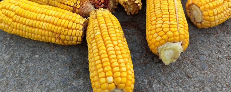 苏玉902玉米品种的特性，普通玉米品种