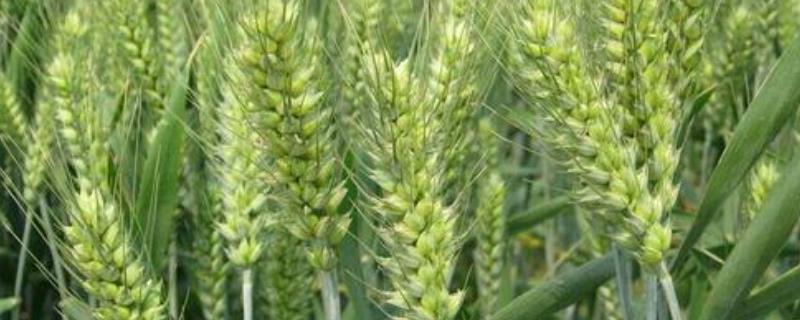 农麦330小麦种子特点，推迟播种或中低产田适当增加